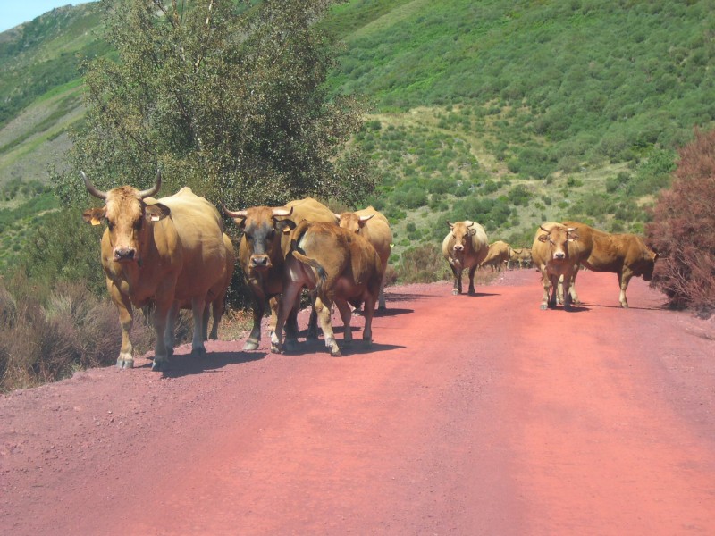 Vacas II