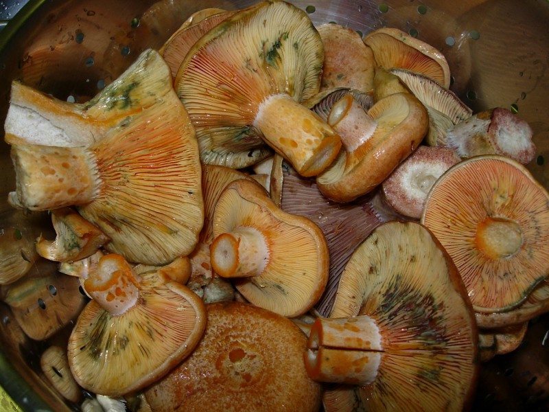 Niscals, (Rovellns)