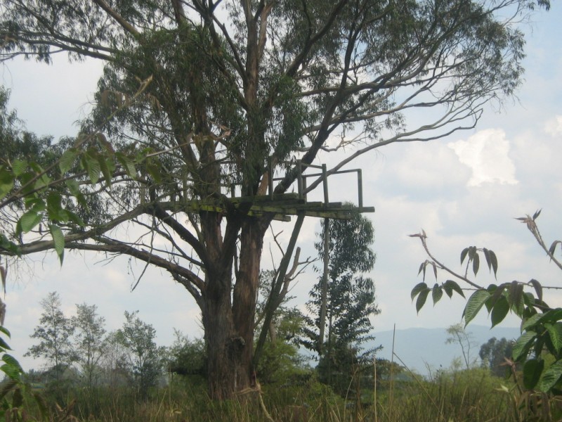 UNA CASA EN UN ARBOL