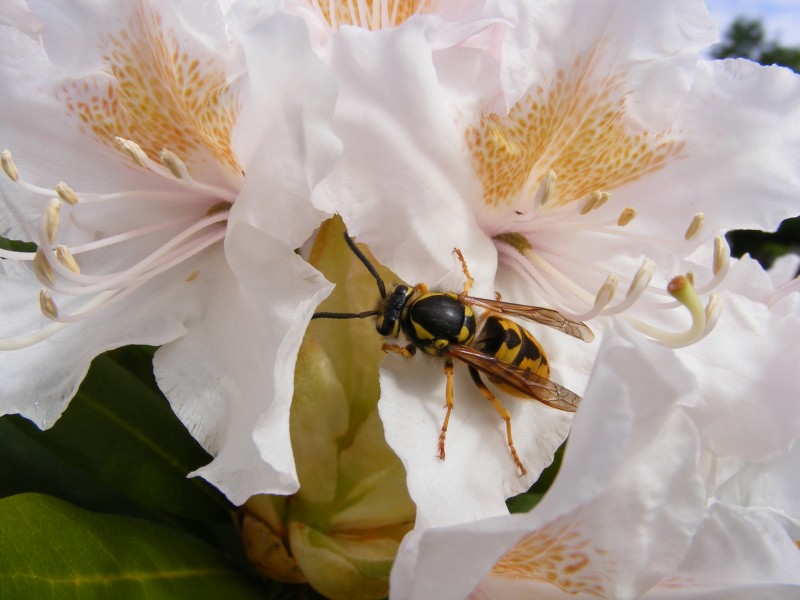 Sobre Flor