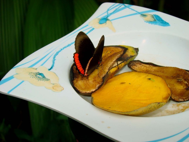 mariposa en banano