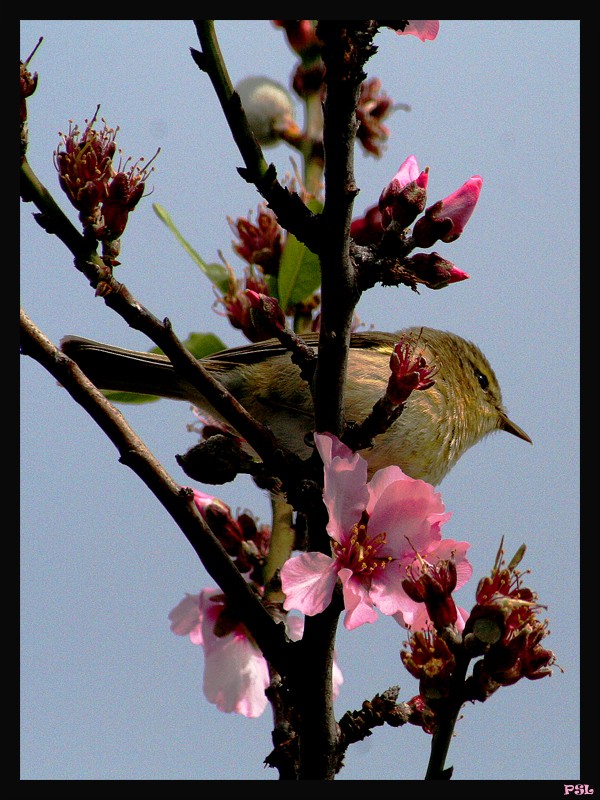 Pajarillo