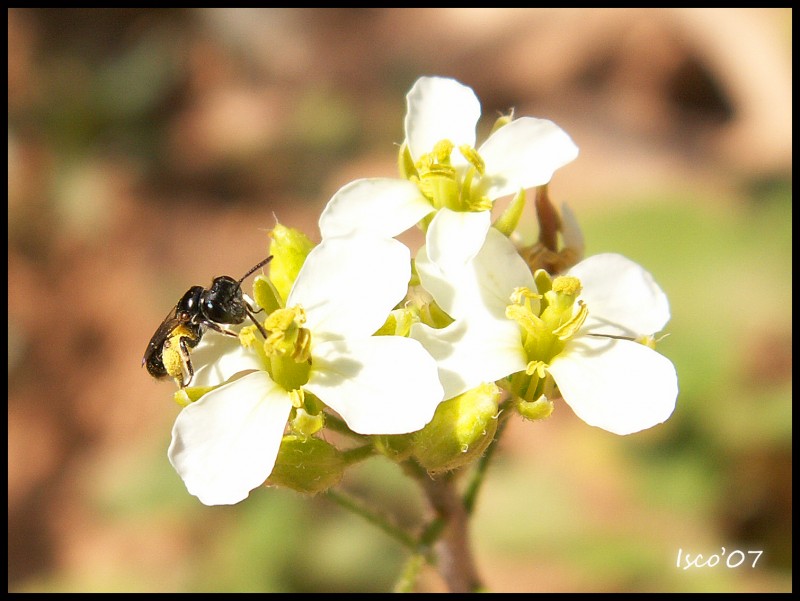 Abeja en flor blanca