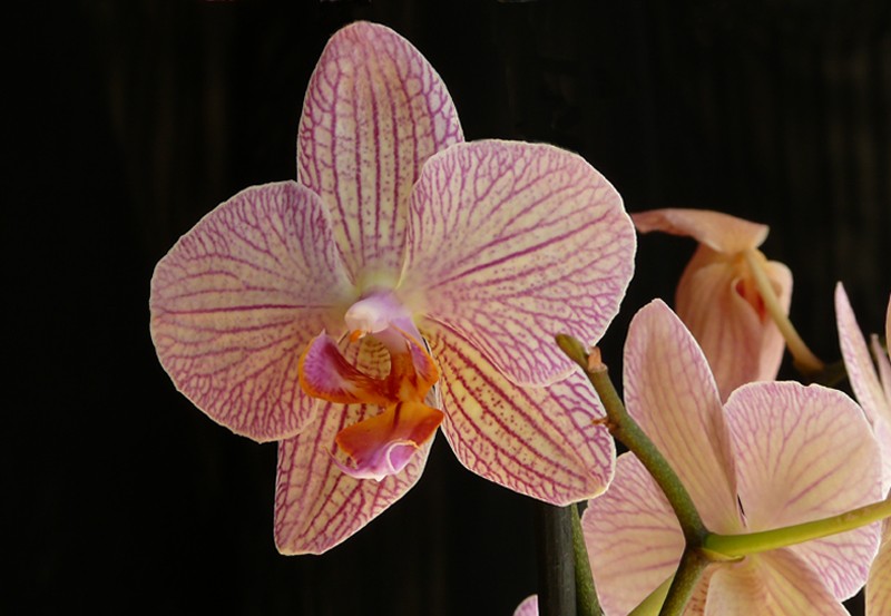 Orqudea