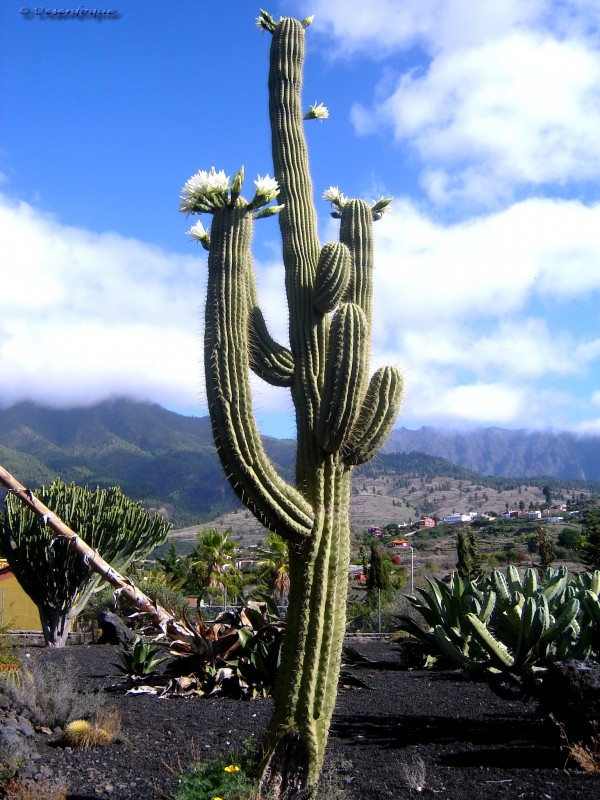 Paisajes De La Palma 8