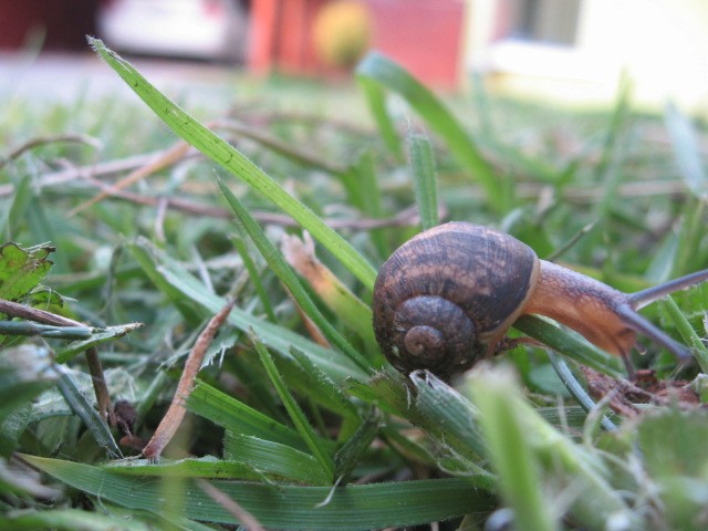 caracol desesperado