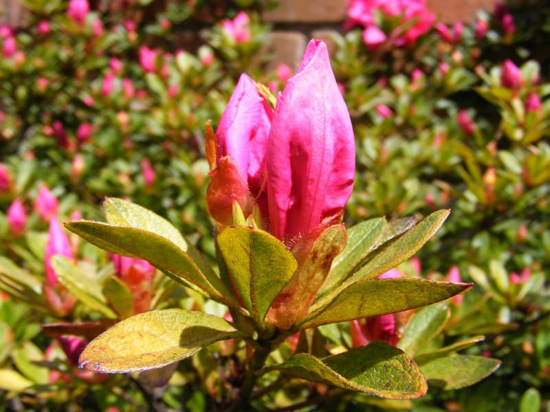 Azalea