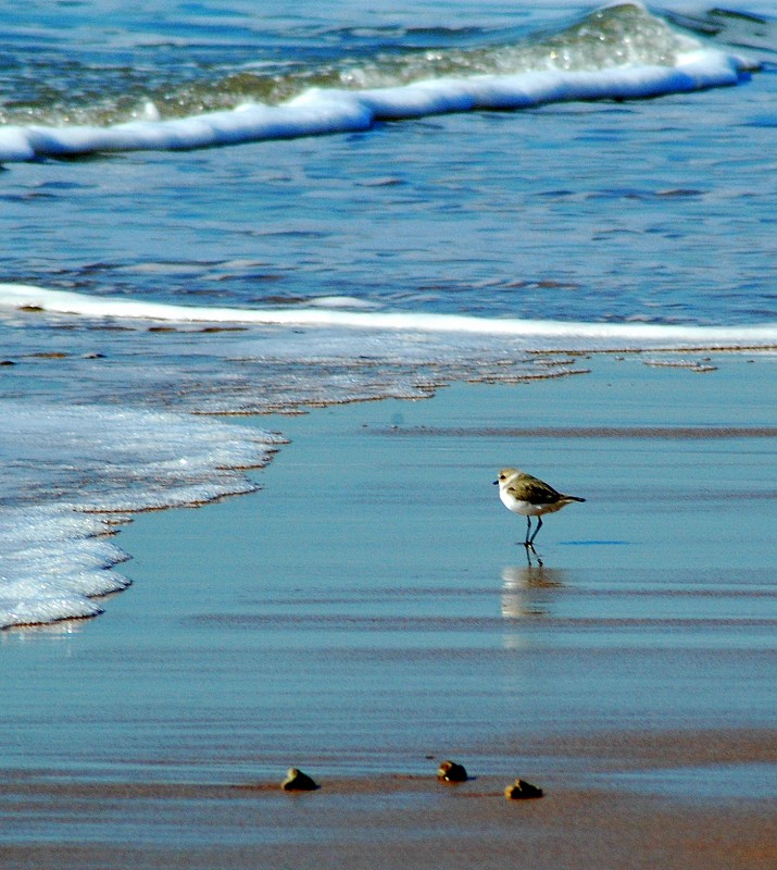 Buscando comida II