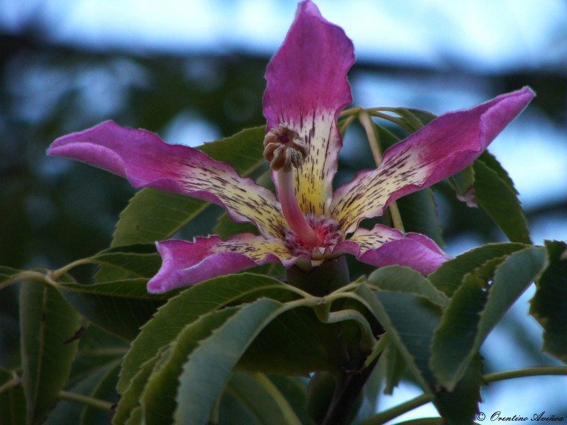 Flor de otoo