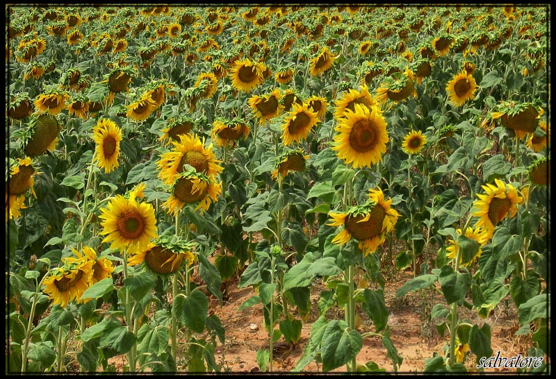 Girasoles