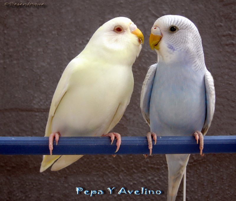 Pepa Y Avelino discutiendo...