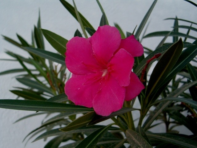 Nerium Oleander