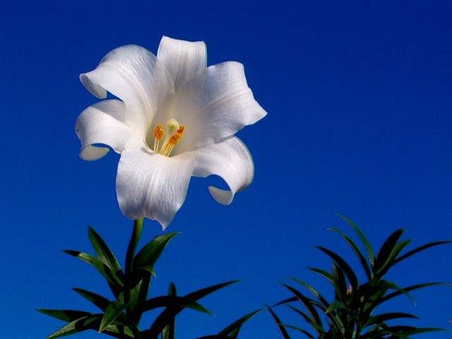 Lilium