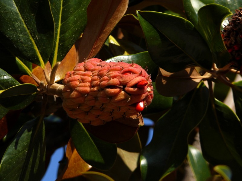 flor de garrofer