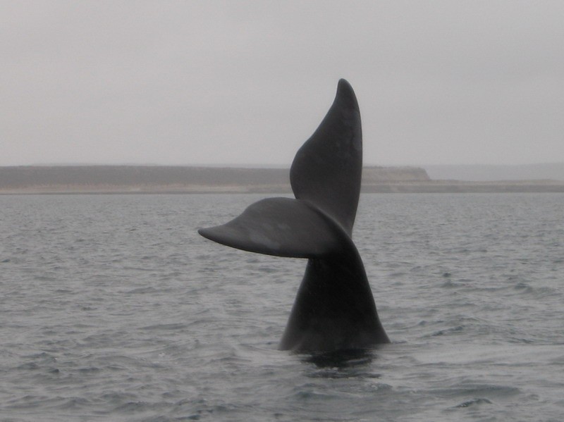 Ballena