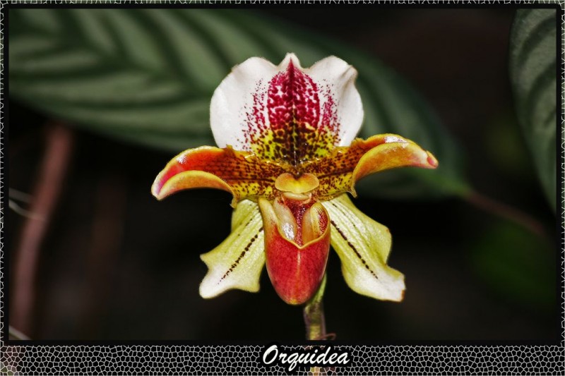 Orquidea