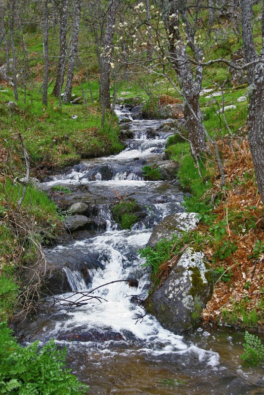 arroyo en otoo