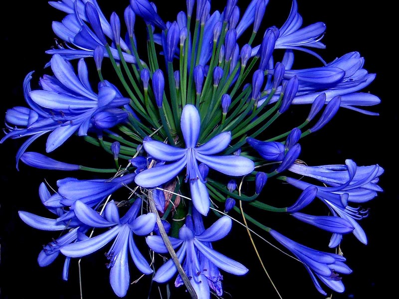 agapanthus