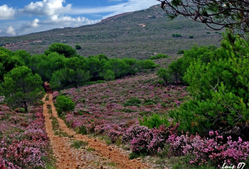 Flores otoales