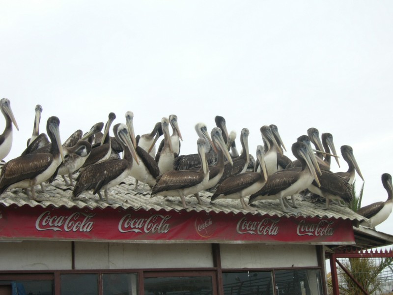 Pelicanos posando