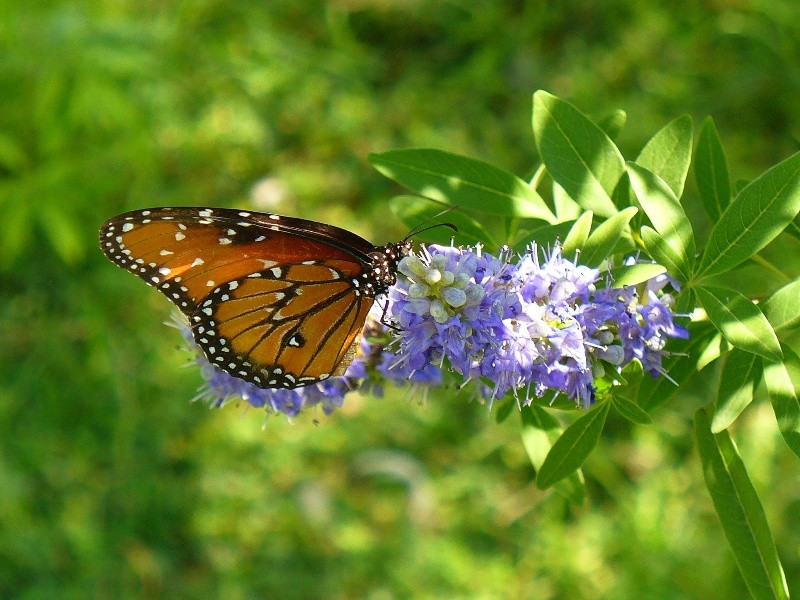 Mariposa technicolor