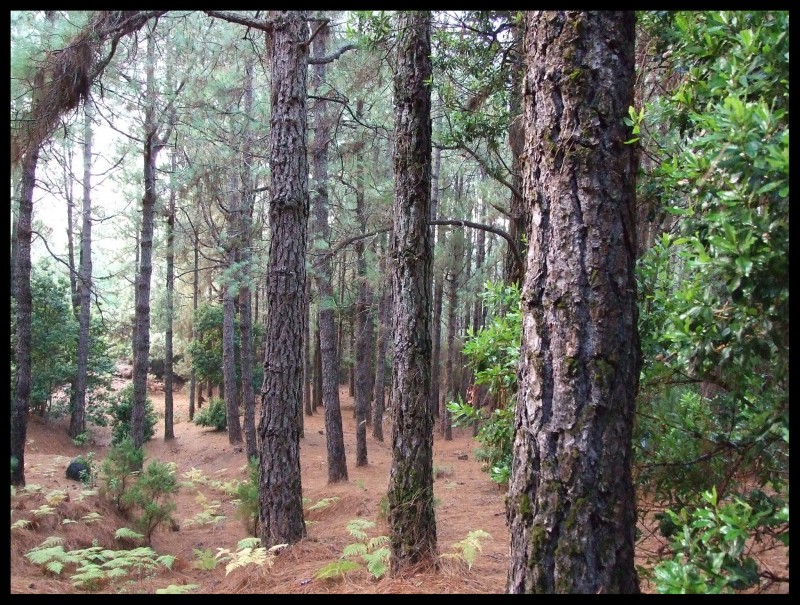 Bosque de duendes y elfos