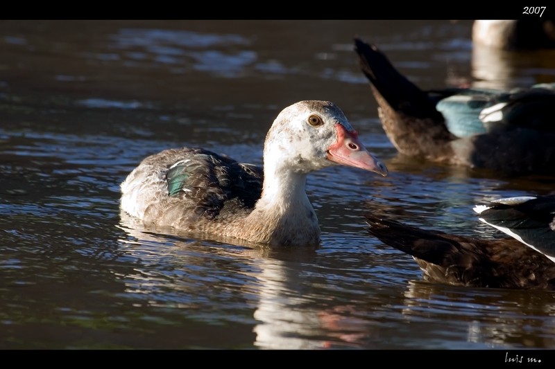 Pato Salvaje