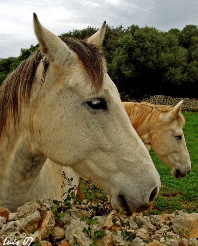 Caballo`s