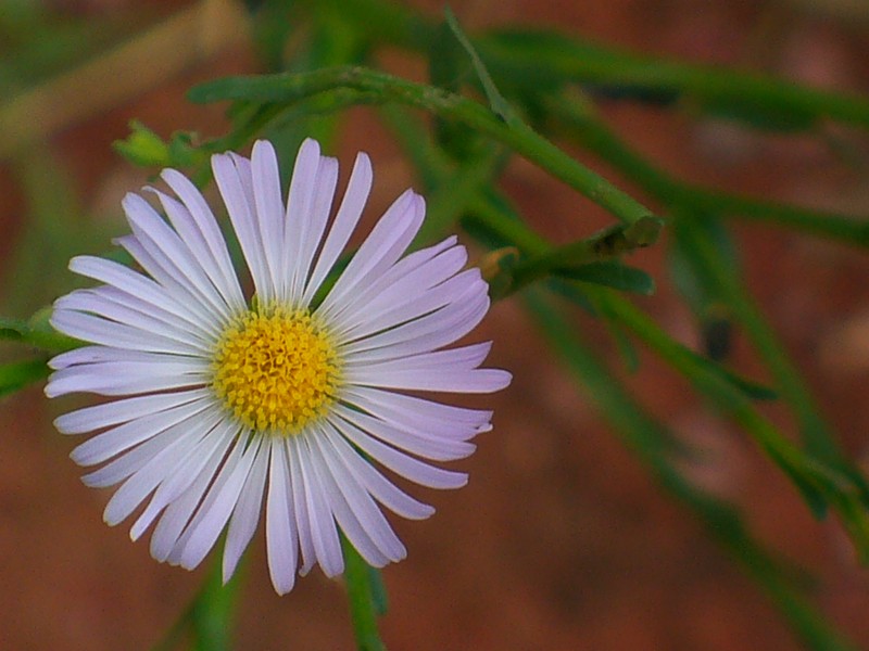 la margarita dijo