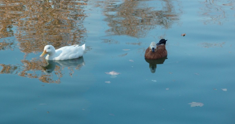 patos