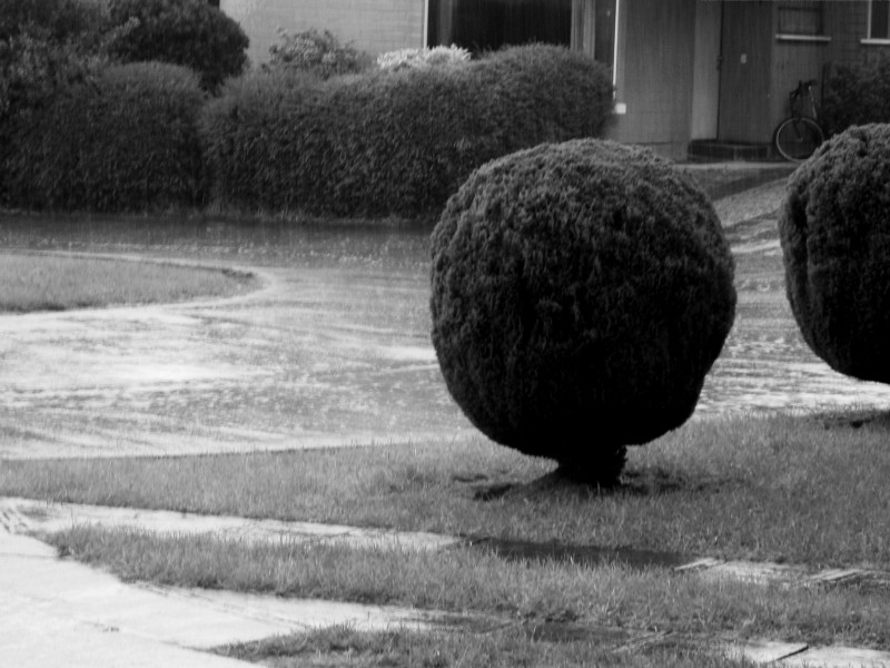 lluvia de noviembre