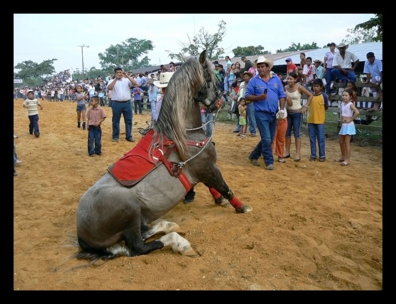 caballo sentado...