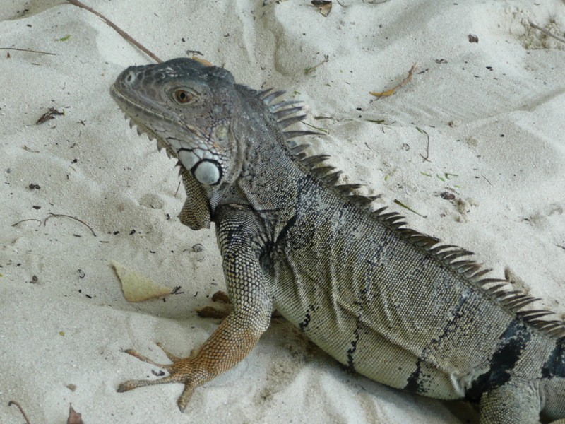 IGUANA