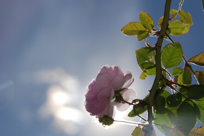 rosa en contraluz