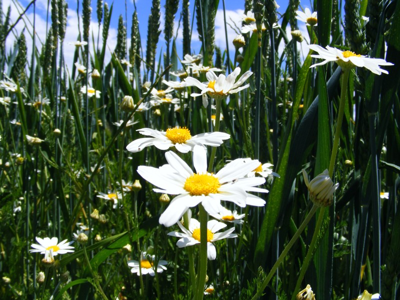 Flor en el trigo