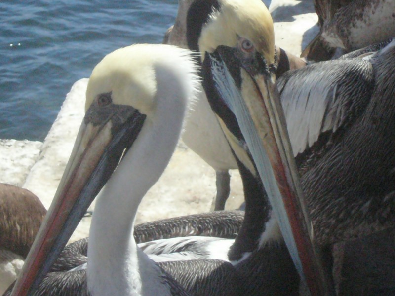 Pelicanos en la caleta