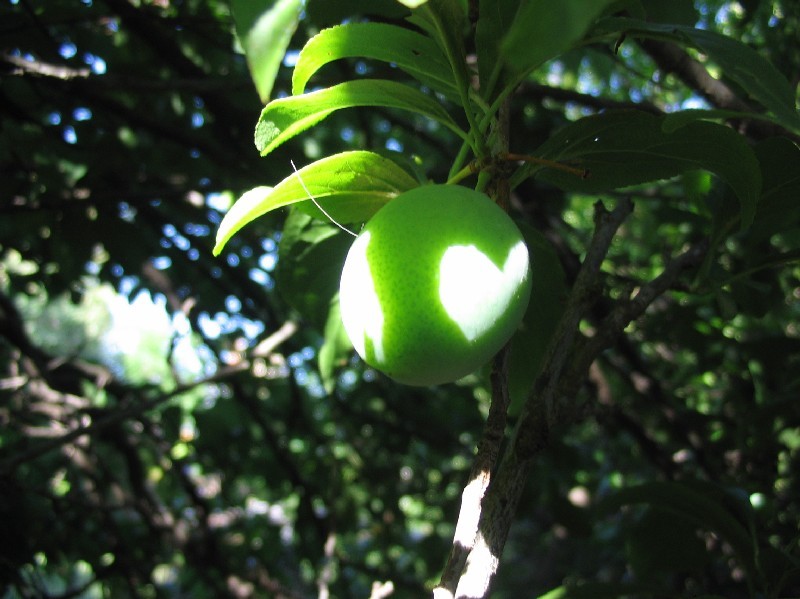 Corazn ciruela