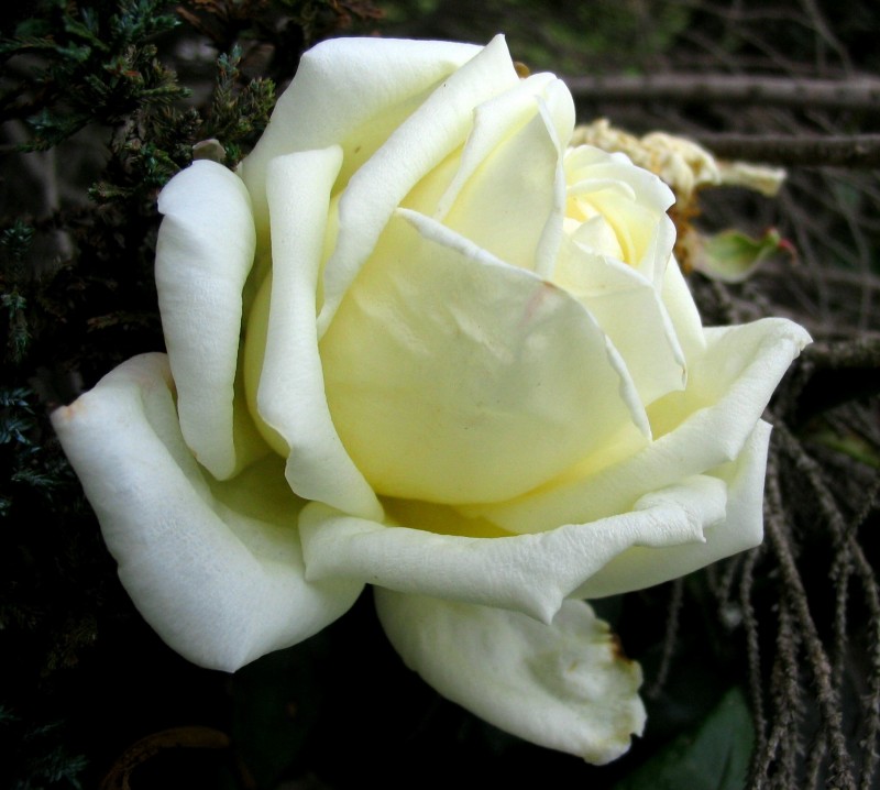 Rosa y blanca