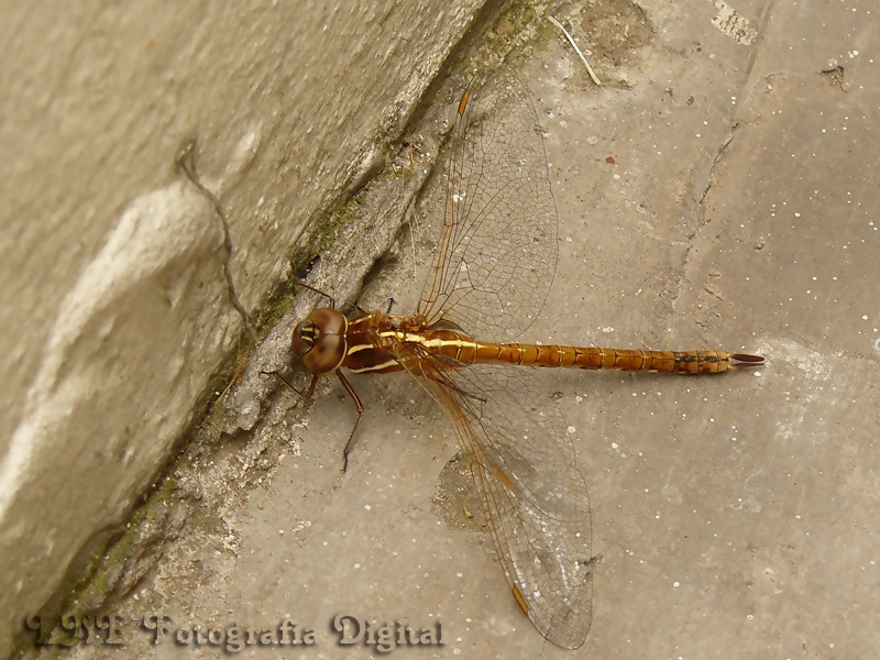 Allopetalia Reticulosa Selys