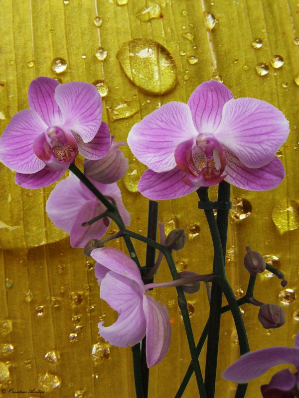 Orchideas