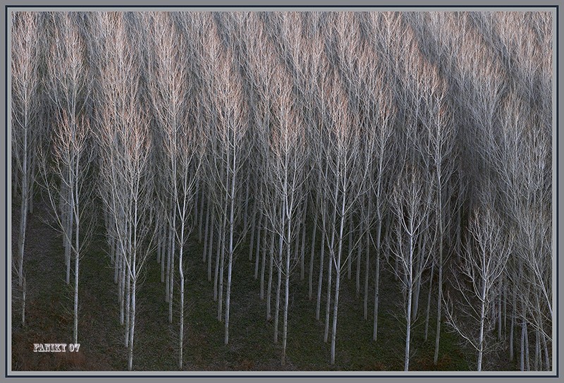 Bosque de Hostalrich