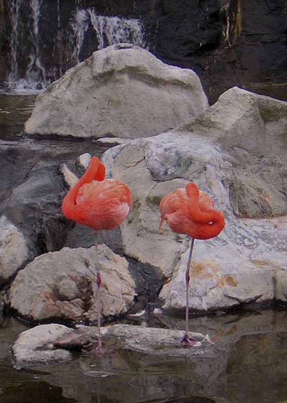 el descanso de los flamencos