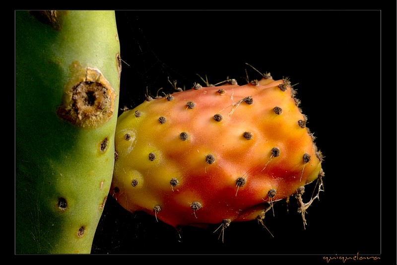 Opuntia ficus-indica