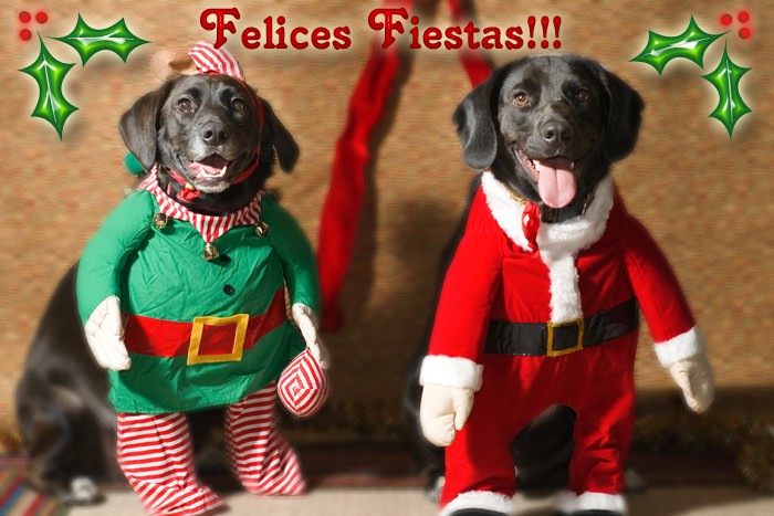 Mis Mascotas Les Desean Felices Fiestas!!!