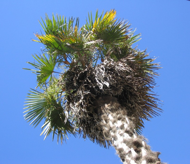 Una palmera