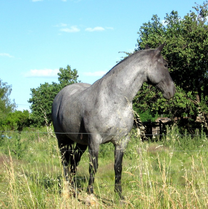 Un caballo