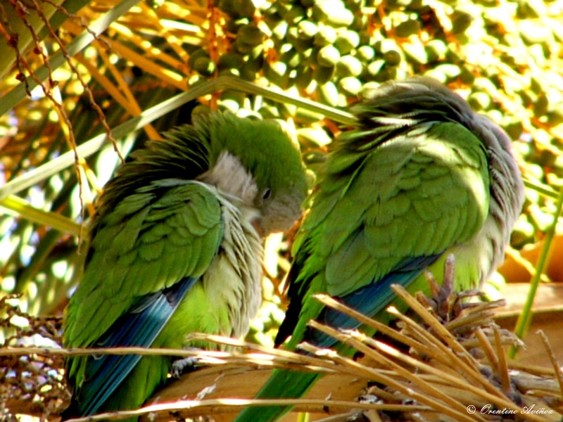 Hora de la siesta