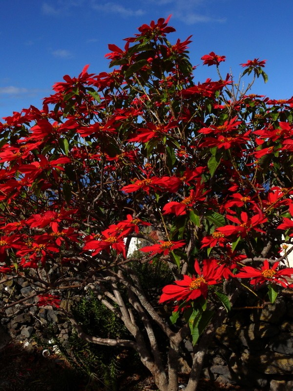 ARBOL DE NAVIDAD