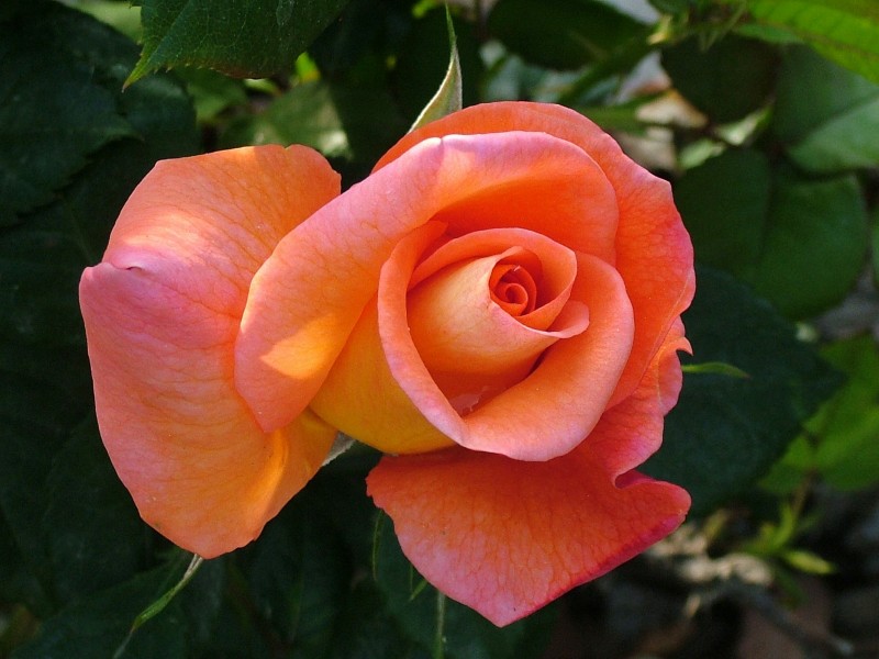 ROSA