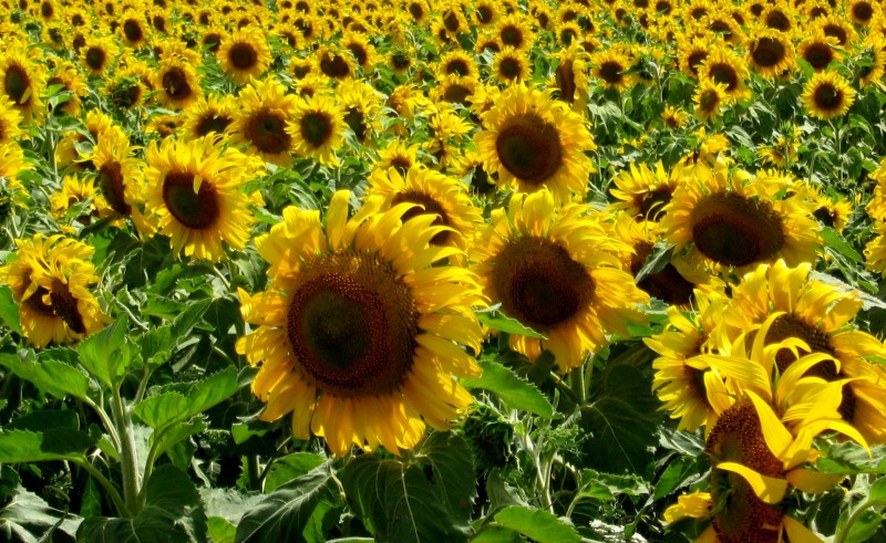 Tlapololote, Maz de teja, Girasol